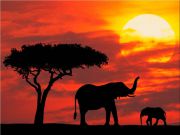 Виды африканского сафари
