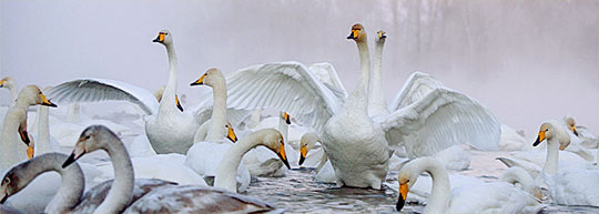 Белокуриха зимой: лебединое озеро